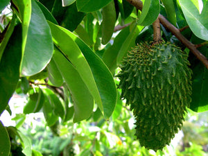 DRIED SOURSOP POWDER